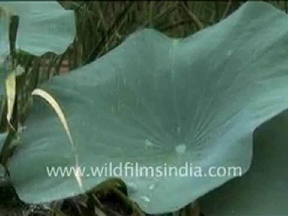 Water droplets that fell on the leaf