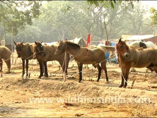 Herd of Horses in Sonepur Fair, Bihar