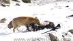 Himalayan Fox at its Kill, Ladakh