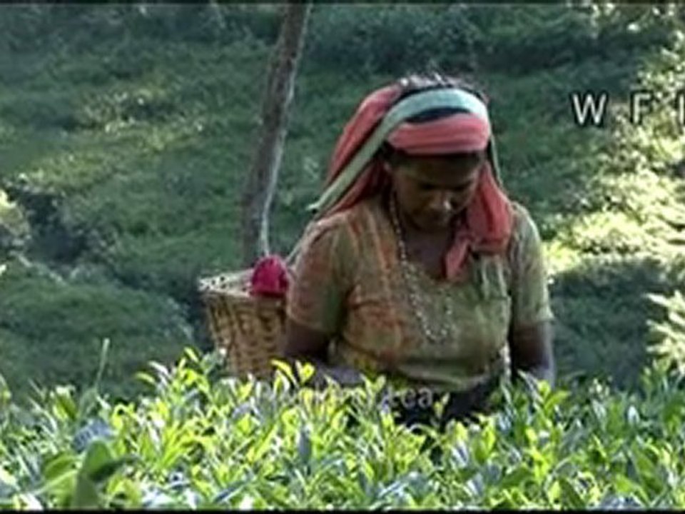 Tea being processed in a garden factory in India