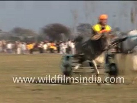 Bullock Cart Race of Rural Olympics
