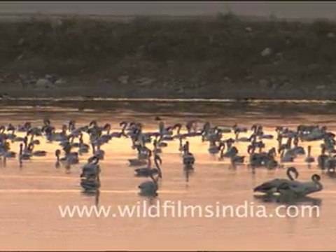 Flamingos in Sambhar Lake, Rajasthan