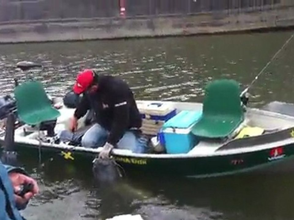 silure de seine