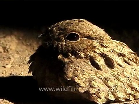 Nightjar in Rajasthan desert