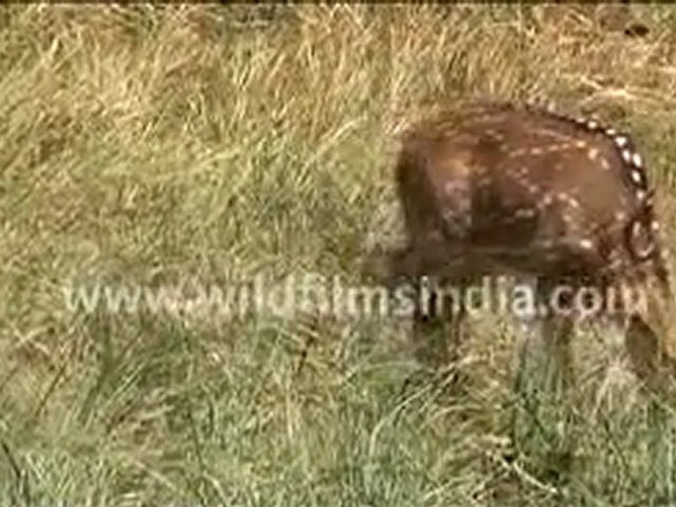 Spotted Deer