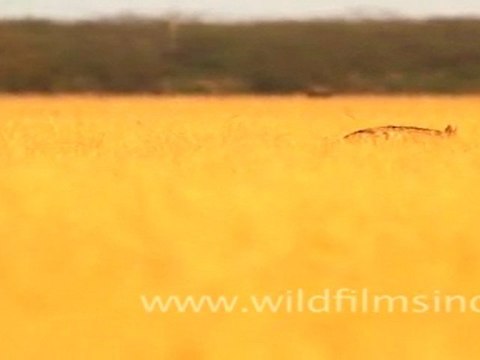 Hyaena in Velavadar National Park, Gujarat