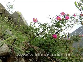 Barren Landscape of Ladakh