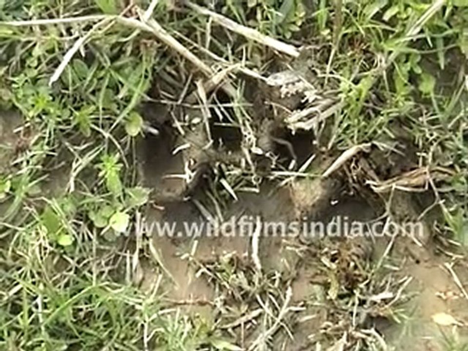 Tiger Attack: the full story!