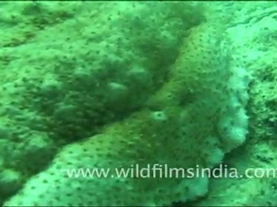 Sea Cucumber, Andaman