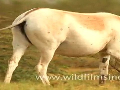 wild Ass in Runn of Kutch in Gujarat