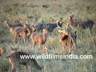 Deer in Rajasthan