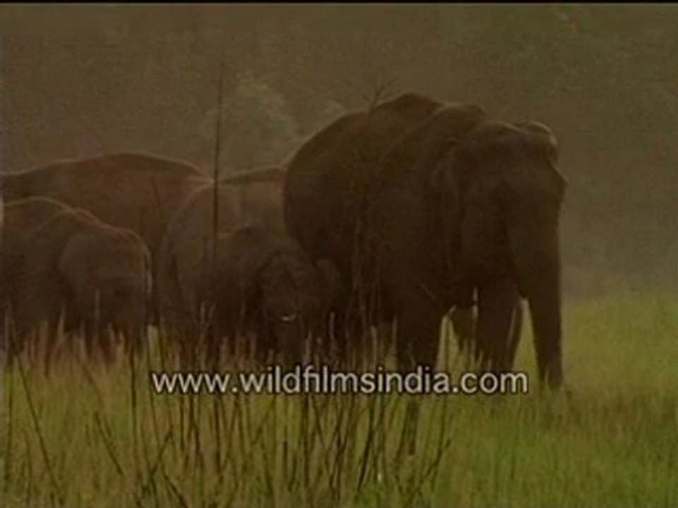 Indian Elephant