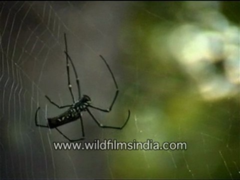 Spider Making its Web