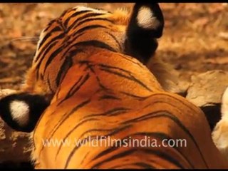 Ranthambore National Park