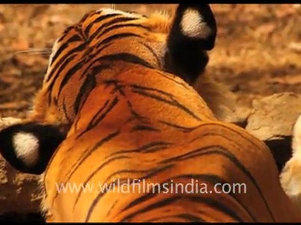 Ranthambore National Park