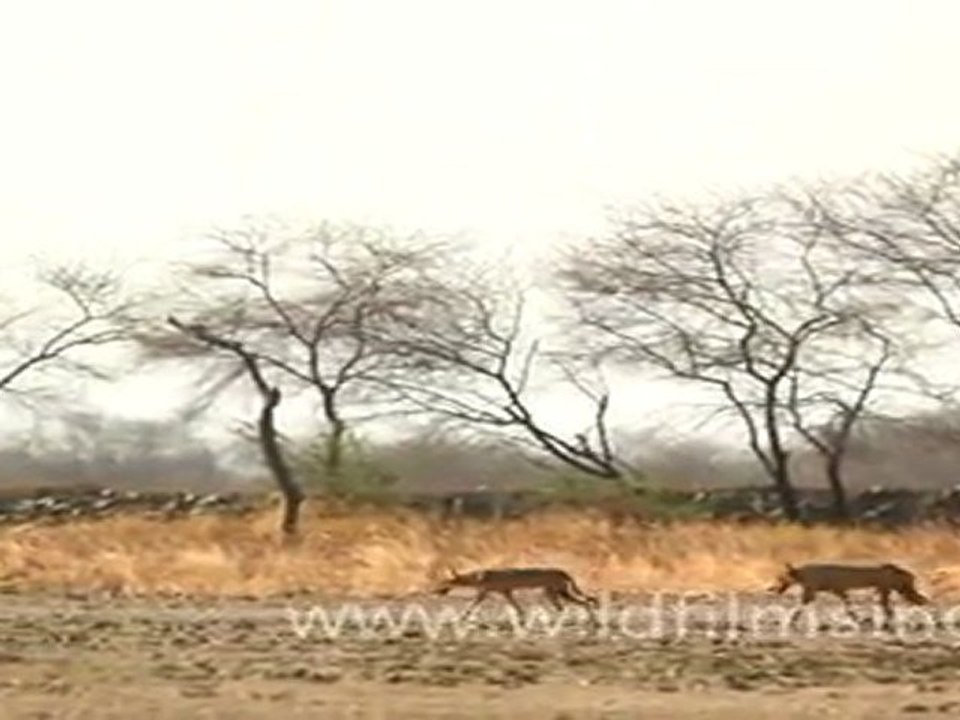 Wolf in Velavadar National Park