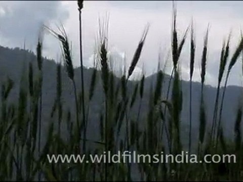 Wheat field ready for harvest