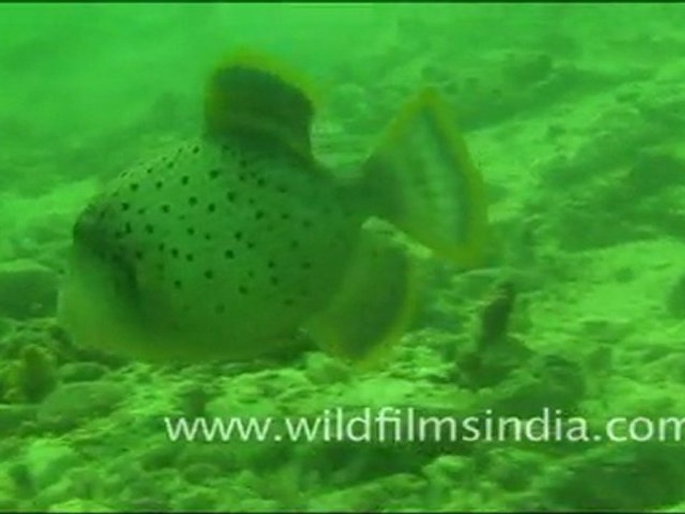 Under water Fish