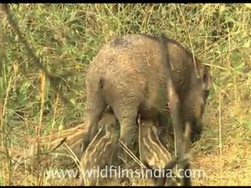 Wild Boar with piglets!Wild Boar with piglets!