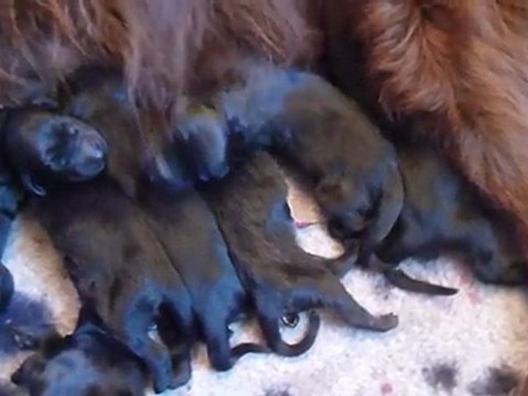 les flat coated retriever du Roc de Tougne,1°heures des G , part II