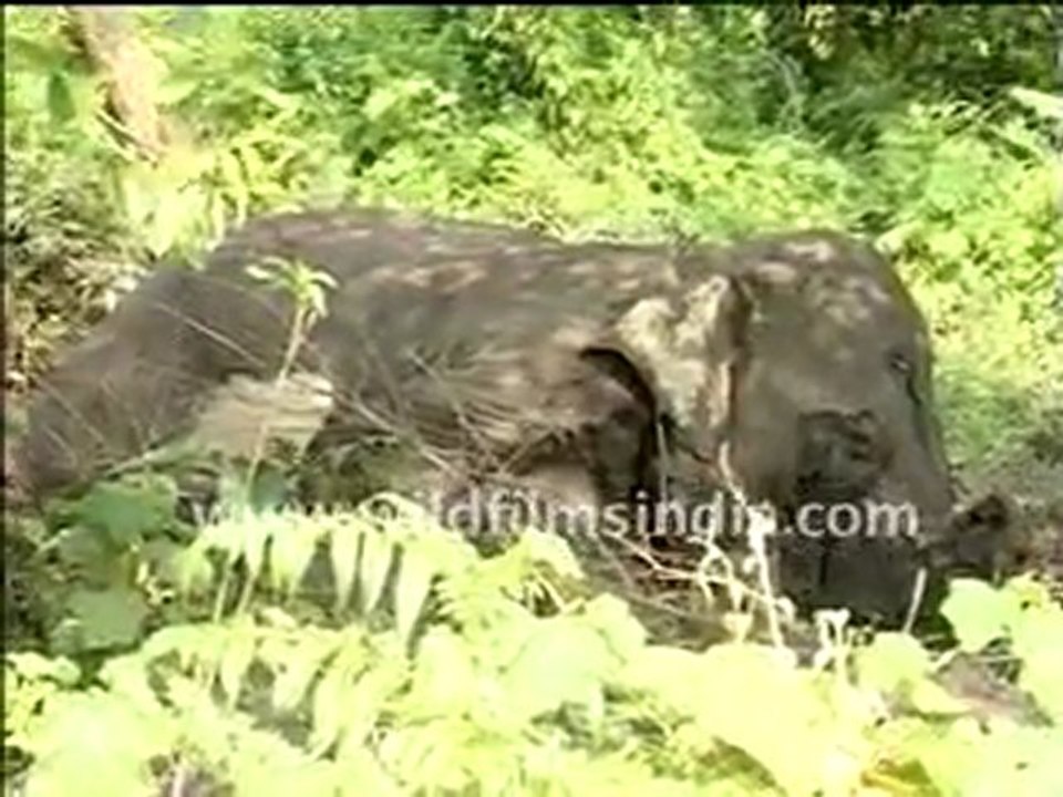 Dead Elephant fallen in the forest!