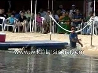 Dolphins in the pool