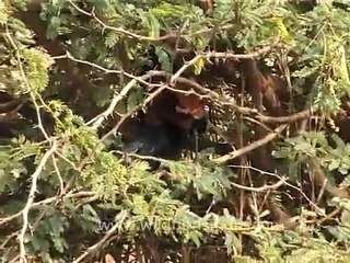 Crow Pheasant in Gujarat