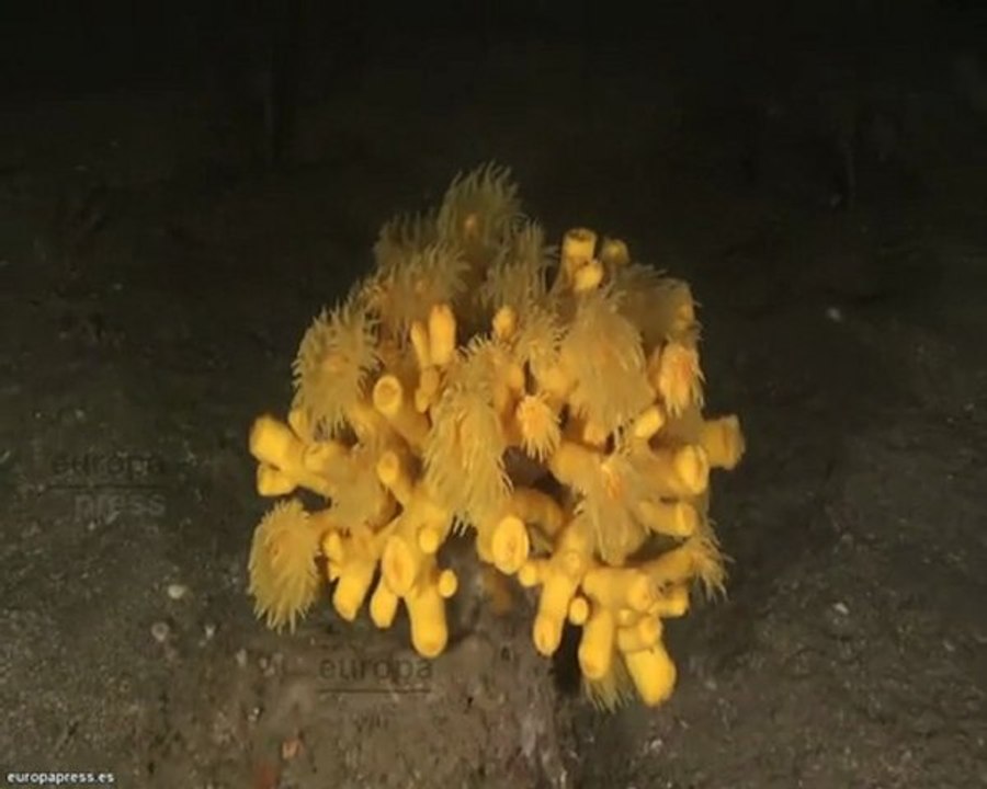 Proyecto Siroco en la Costa del Sol