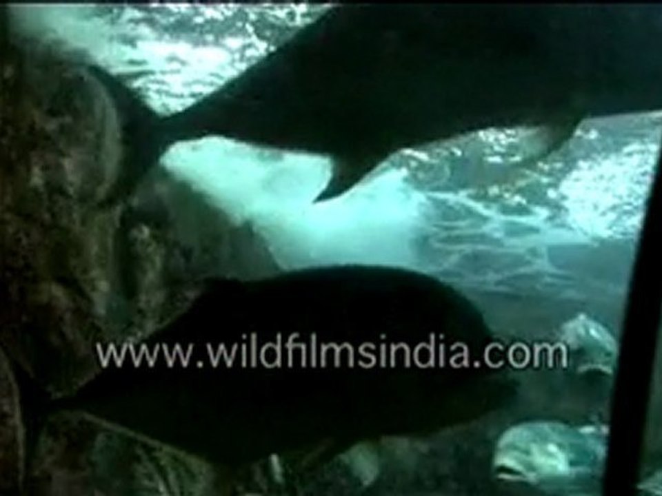 Fish from the deep seas