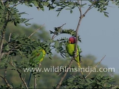 Blossom headed Parakeets in Jaisamand, Rajasthan