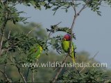 Blossom headed Parakeets in Jaisamand, Rajasthan