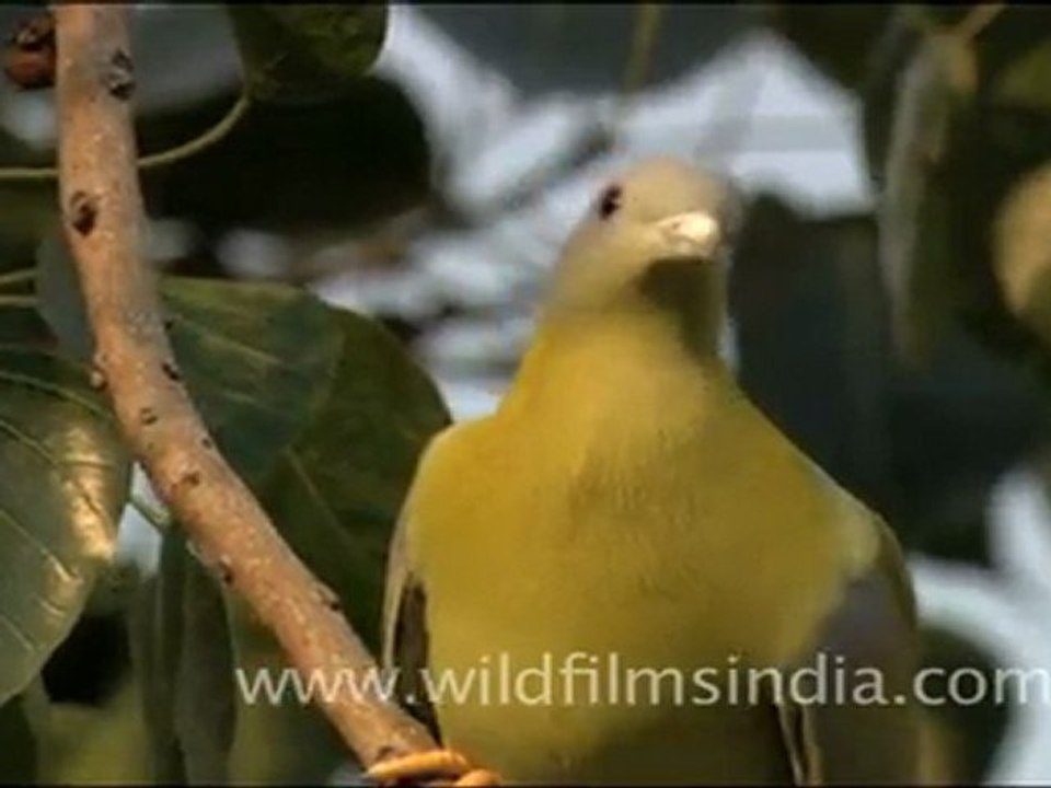 Yellow Footed Green Pigeon