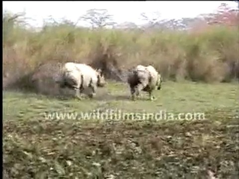 Rhinoceros in Kaziranga National Park