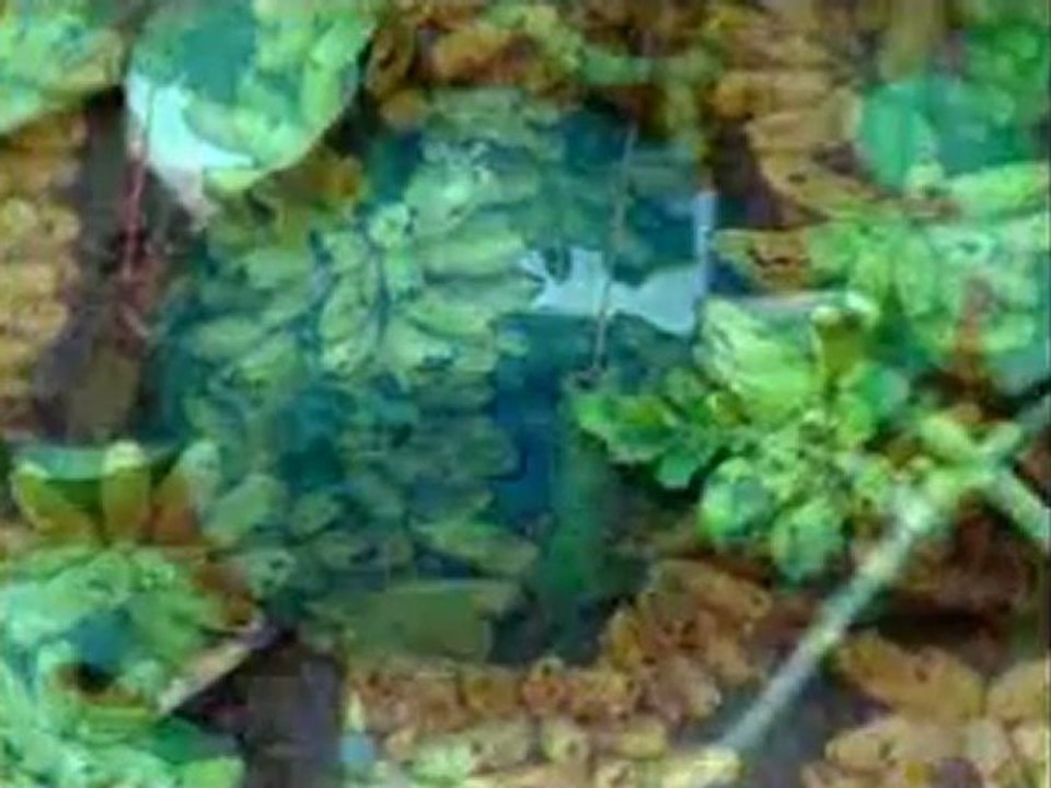 Çok sevdiğimiz meyveler