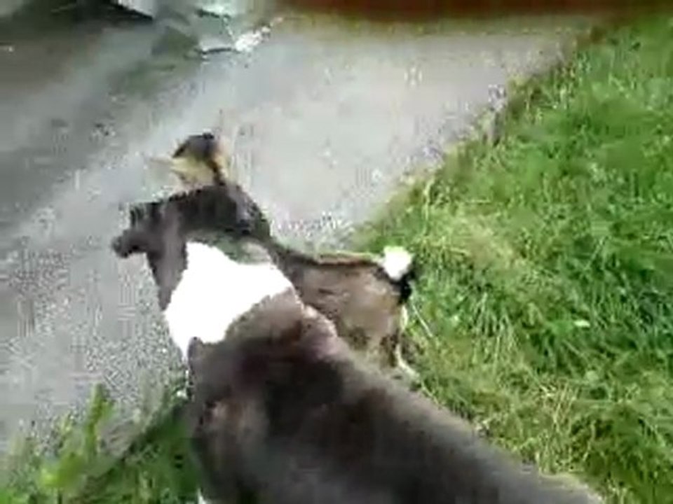 Vince et les Biquettes