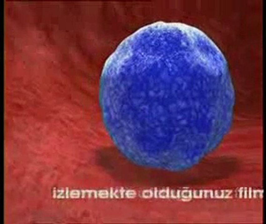 Sperm-yumurta buluşması gerçekleşiyor