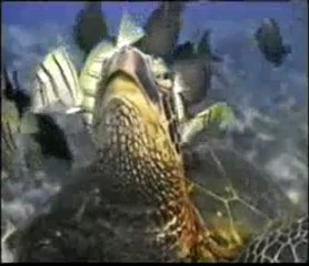 Denizdeki canlıların ortak yaşamı