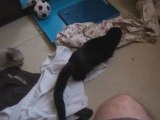 Bretzel mon vison fait son nid juillet 2011 / my pet mink
