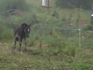 Vidéo Blackdream 13 juillet 2011 008