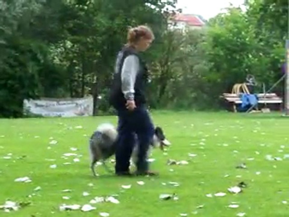 Entrainement obé Capone: marche au pied
