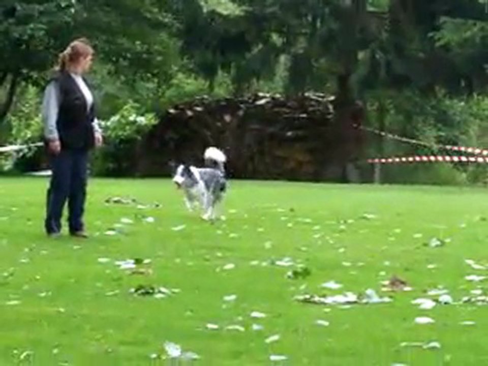 entrainement obé Capone: le rappel