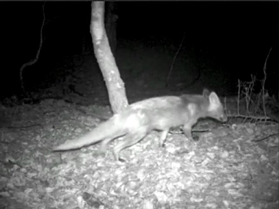 renard+ ecureuil