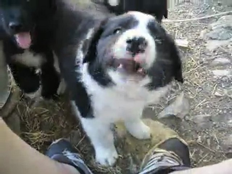 2011 - les 3 chiots d'Emi hyper doux et affectueux