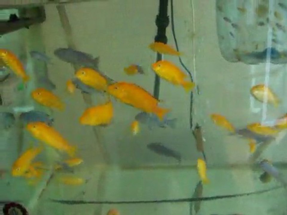 sarı ve mavi prenses