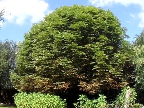 CHAPELLE NOTRE DAME DES MARAIS (CONDé sur L'ESCAUT)