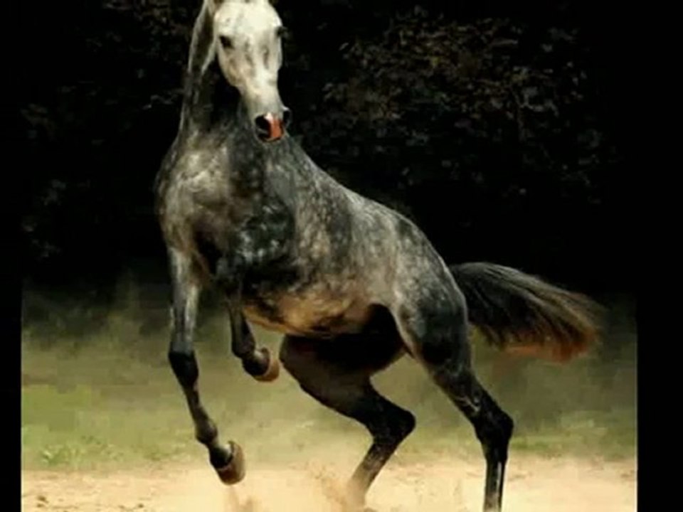 Yasmin Levy ________ Perdono