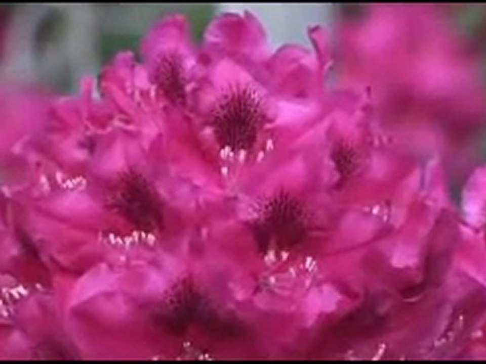 Nepali Bhajan. Sudha New xml