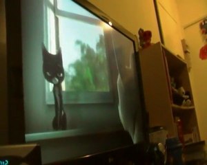 le chat qui regarde volt hero malgre lui