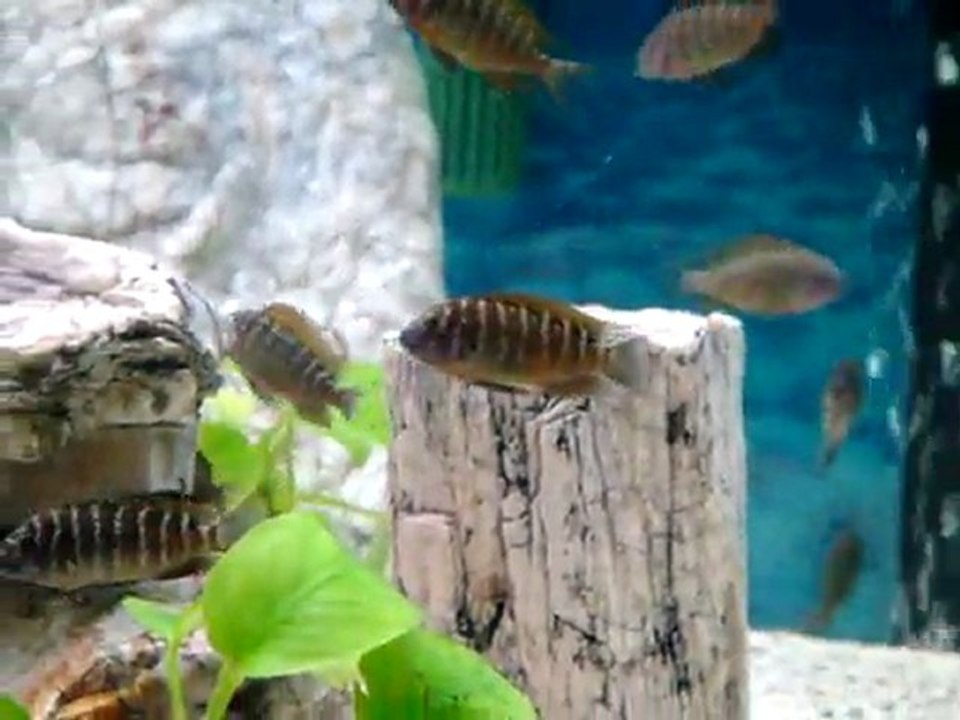 TROPHEUS İLANGİLERİM -1 (22/07/2011)