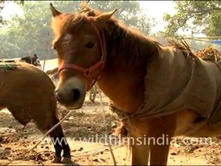 Horses at Sonepur Cattle Fair